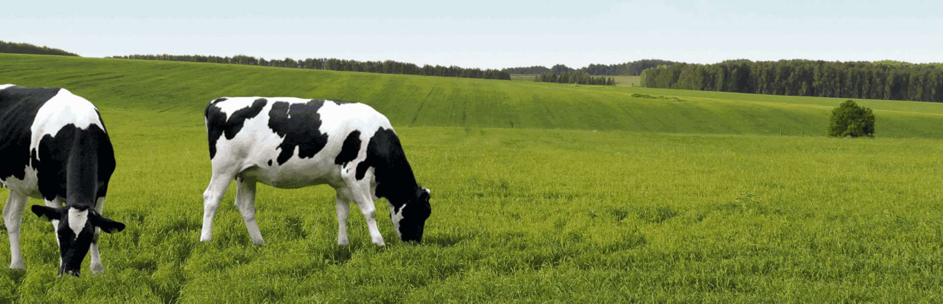 Slajd 1 - krowy na polanie